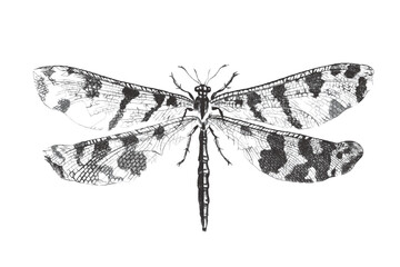 Dragonfly. Doodle sketch. Vintage vector illustration.