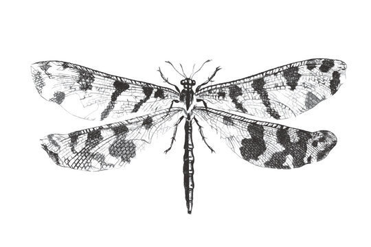 recommend clip art: Dragonfly. Doodle sketch. Vintage vector illustration.