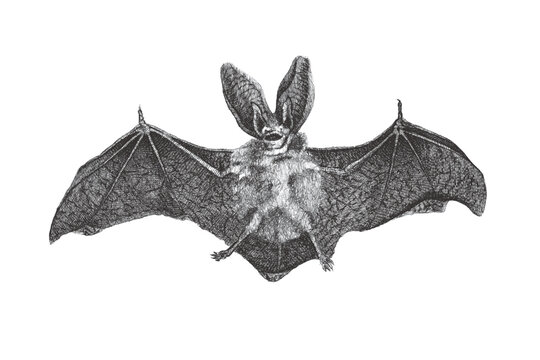 Long-eared Bat (Plecotus auritus). Doodle sketch. Vintage vector illustration.