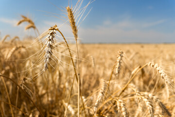 A field of ripe spiny wheat. harvest season