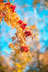 Rowan berries on a branch in autumn. Natural autumn background