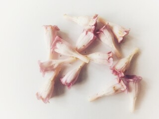 purple flowers on white snow