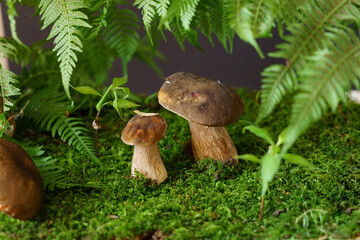 Several porcini mushrooms in the forest under fern leaves.