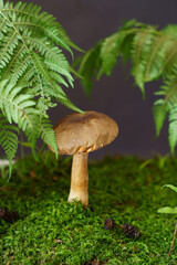 Mushroom boletus under the leaves of a fern in the forest.
