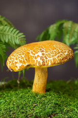 Edible bright orange mushroom under fern leaves in the forest.