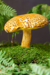 Edible bright orange mushroom under fern leaves in the forest.