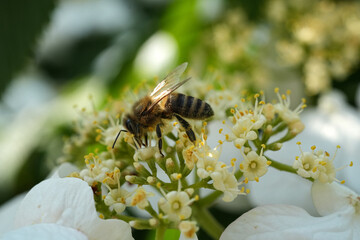 Biene bestäubt eine Blüte im Sommer