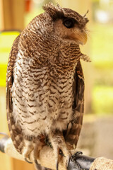 Close up photo of the beautiful Beluk Jampuk owl (bubo sumartanus or Malay eagle-owl or hingkik owl.) standing on a branch.