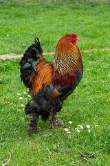 Stolzer Hahn präsentiert sich auf der Wiese