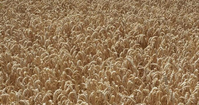 (Triticum aestivum) Feld mit Weichweizen oder Brotweizen mit reifen &Auml;hren wiegt sich im Wind
