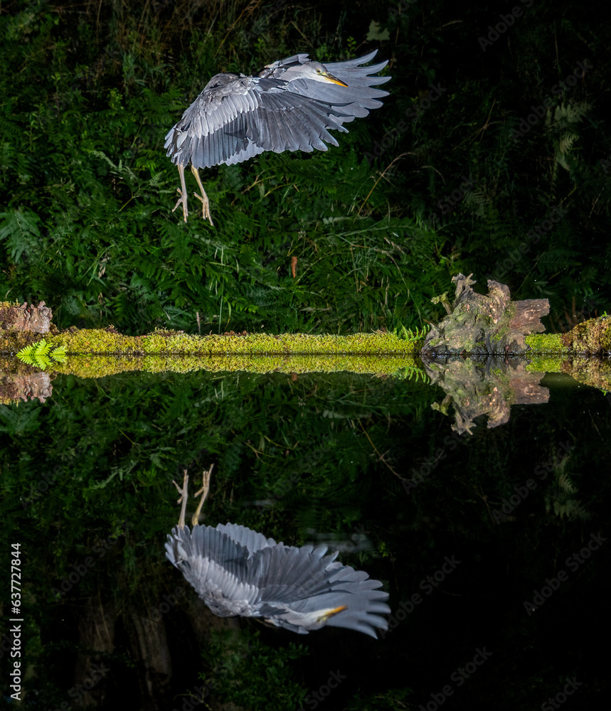 Poster captured at night, a grey. gray heron in flight with wings spread. it is coming in to land at a pool