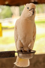 Close up shot of a beautiful white parrot perching.