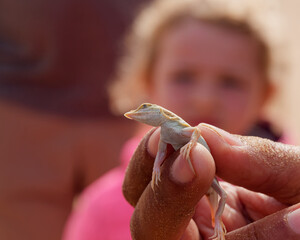 Close-up photo of a dunes sagebrush lizard also known as sand dune lizard (Sceloporus arenicolus) in the human hand with a blurry background, Namib Desert, Namibia 