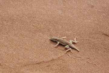 Dunes sagebrush lizard also known as sand dune lizard (Sceloporus arenicolus) on the sand in the Namib Desert, Namibia 