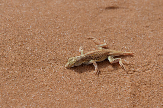 Close-up photo of a dunes sagebrush lizard also known as sand dune lizard (Sceloporus arenicolus) on the sand in the Namib Desert, Namibia 