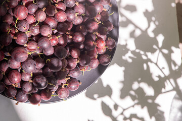 Gooseberries in a plate on the table. Vitamin summer food. Berry harvest top view. Pink berries on white background with shadow.