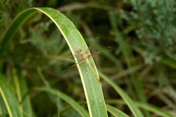 Dragonfly sits on a green leaf