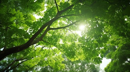 Fototapeta premium Vibrant tropical forest: sunlit green tree leaves, oxygen-rich park environment, sunny day wilderness