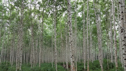 white birches 