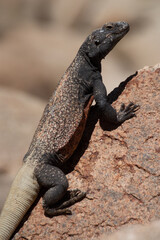 Wild Orange and Black Chuckwalla Lizard Resting on Red Rock in Joshua Tree National Park