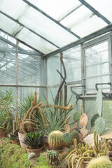 Succulents and Cactus Plants in Greenhouse