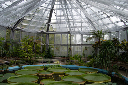 Greenhouse With Giant Lily Pads and White Net Mesh