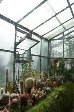 Succulents and Cactus Plants in Greenhouse