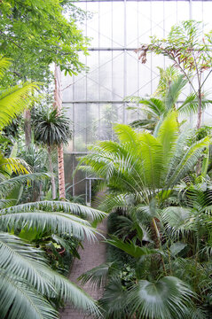 Tropical Plants in Greenhouse