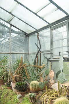 Succulents and Cactus Plants in Greenhouse