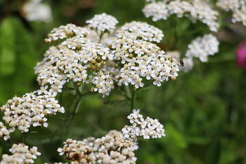 Yarrow Achillea blooms in the wild among grasses. Medical herb. Beautiful field of white wild flowers