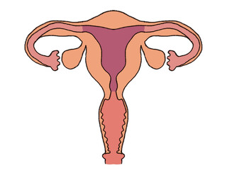 子宮のイラスト素材