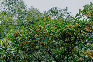 Fototapeta premium Osmanthus blooming in autumn