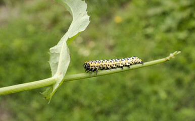 A yellow caterpillar on a stem. The background is green and blurred