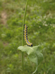 A bent yellow caterpillar goes from a stem to a leaf. The background is green and blurred