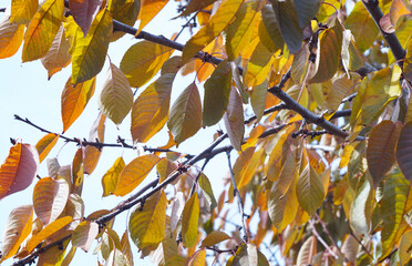 Hanging yellow leaves