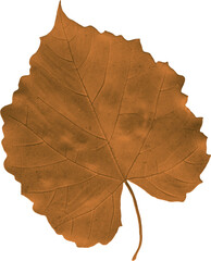 Autumn leaf transparent