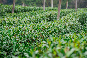 green tea tree leaves