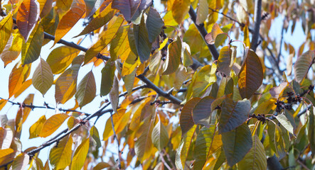 Hanging yellow leaves