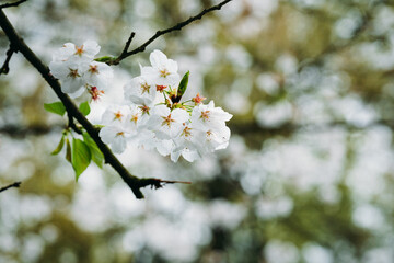 cherry blossom in spring