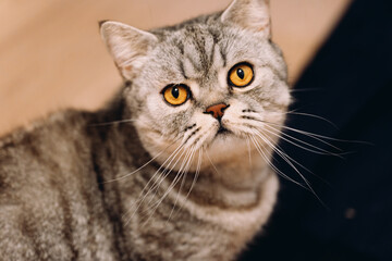 Obraz premium portrait of a cat