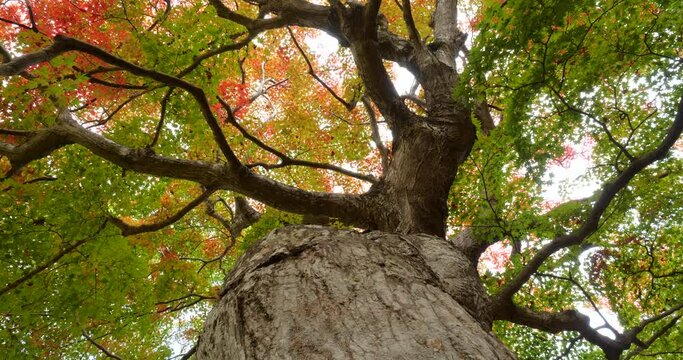 紅葉し始めたカエデの巨木を根本から撮影した4Kドリー動画