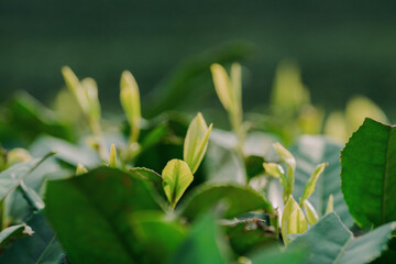 Obraz na płótnie Canvas Green tea leaves close-up