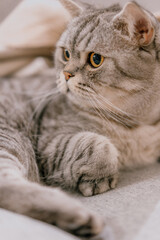 portrait of a cat