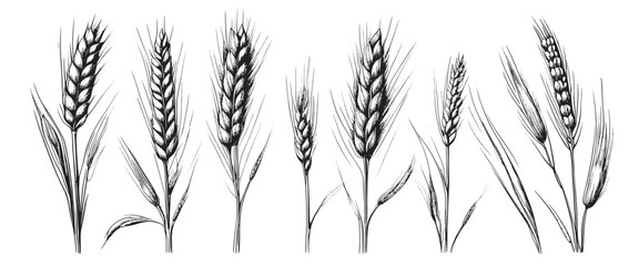 Wheat ears, spikelets sketch. Hand drawn rye in vintage engraving style. Farm organic food concept. Vector illustration