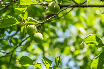 wild plum on branch
