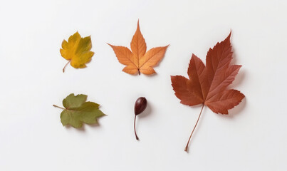 Minimalistic autumn leaves flat lay on a white background. Fall seasonal banner. 