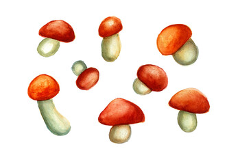 A set of mushrooms of different sizes isolated on a white background. Red-brown cap and white leg. Watercolor. Different shades. boletus