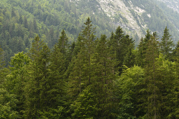 Wald im Gebirge