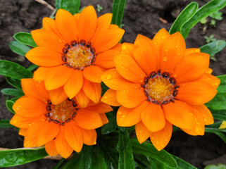 colorful blooming gazania, treasure flowers, with rain drops, close up