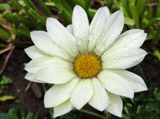 Fototapeta premium colorful blooming gazania, treasure flowers, with rain drops, close up